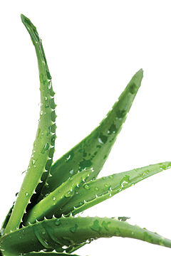 Aloe vera