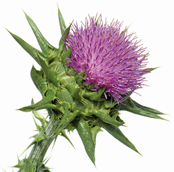 Milk Thistle