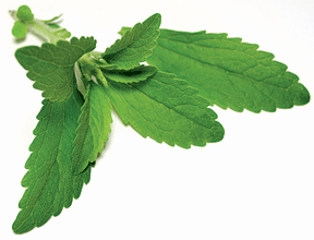 Stevia