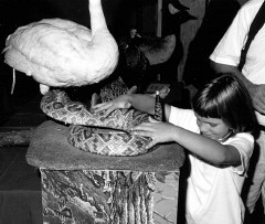 Kyra Sweeny of California examines a snake/