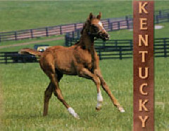 Image of a colt prancing across a field.