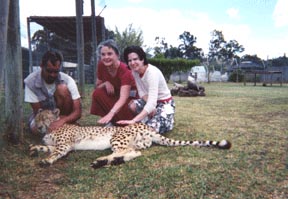 Barbara Pierce and Jessica Thompson smile as they kneel, poised to pet Joseph, a two-and-a-half-year-old cheetah.   The trainer kneels, straddling the cat's head.  Joseph relaxes with his eyes shut and tail and legs extended