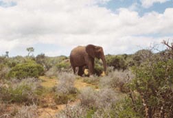 Elephants browse twenty-two hours a day.   This one was far more interested in lunch than our car..