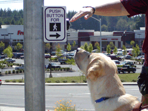 After clicker training this dog located the pedestrian crossing button.