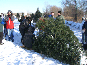 Students and staff cut down a Christmas tree in the snow.
