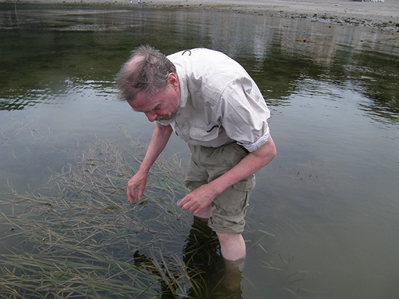 Geerat J. Vermeij bends over to reach into aquatic grasses while standing in water nearly to his knees