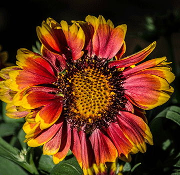 "Sunflower," Photo by Luis P�rez