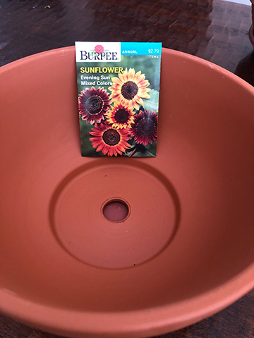 During the COVID-19 restrictions Terri Rupp and her children enjoy planting seeds and watching them grow.