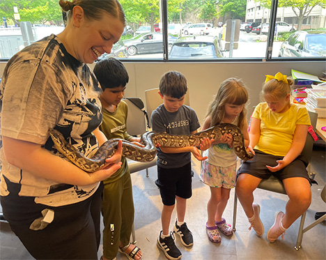 Four BELL participants stand in a line holding up a large anaconda snake.