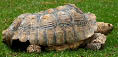 A photograph of a turtle on land.