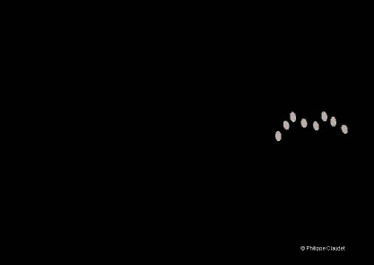 Eight gray dots arranged like the fingers on two hands on the right-hand side, center, of a black background.