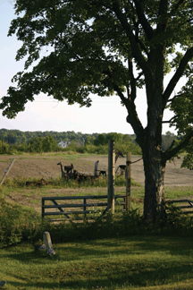 Peaceful landscape of a farm