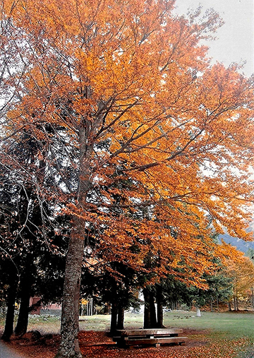 An autumn scene shows a beech tree with orange leaves and fallen leaves on the ground.