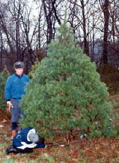 Dr. Maurer observes as his son David cuts down an evergreen tree for Christmas at the National Center for the Blind.