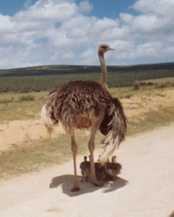 A mother ostrich supervises several chicks.  An ostrich can lay up to sixty eggs, though if they are not taken away from her by predators or by farmers to stimulate production, she will stop laying at about twenty-five -  the number she and her mate can cover with their bodies and outspread wings.   Male ostriches are black because they sit on the nest at night.   The brown female has brooding duty during the day.