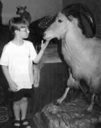 Boy examines goat.   In backgroung other animals are visible