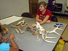 Students in the forensics track examine bones.