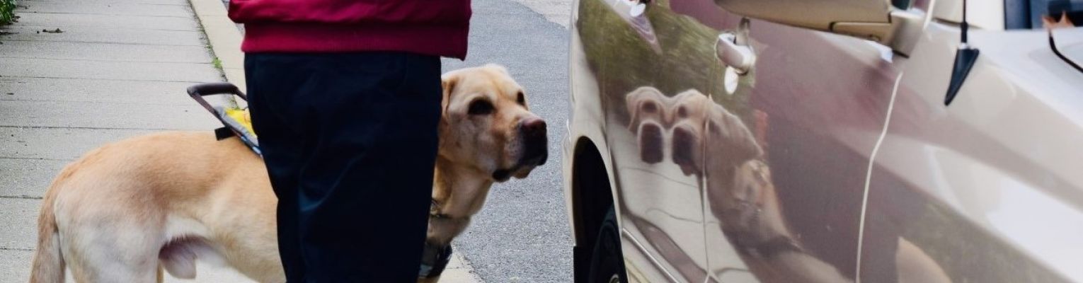 A woman opens a car door as her guide dog stands by her side.