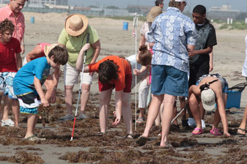 A group of kids and adults examine seaweed on the beach.